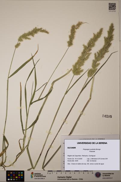Polypogon australis [Espécimen: ULS:ULS:0024205]