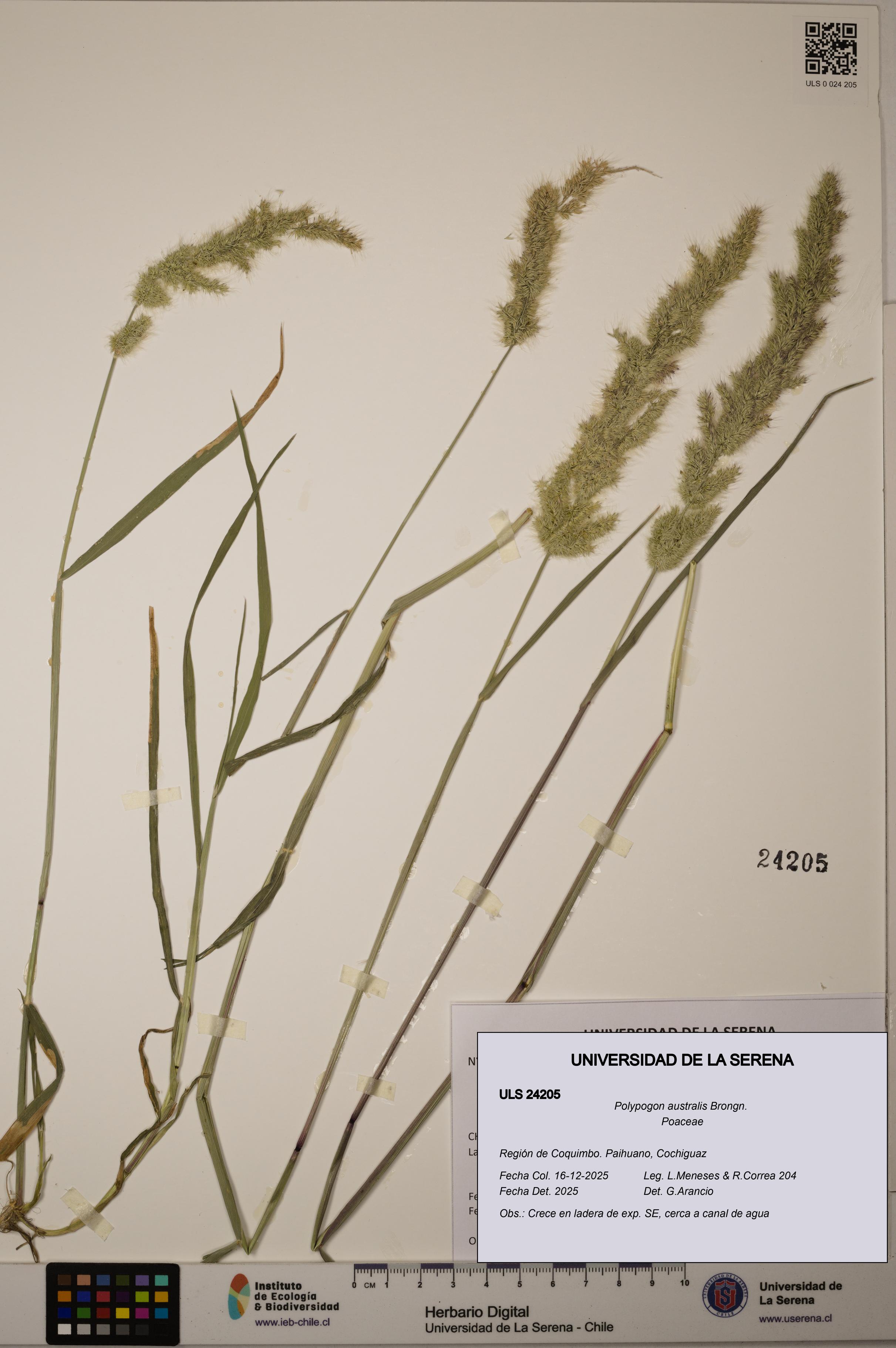 Polypogon australis [Espécimen: ULS:ULS:0024205]