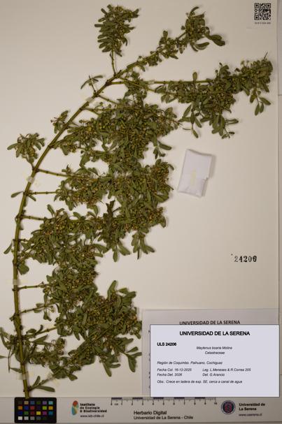 Maytenus boaria [Espécimen: ULS:ULS:0024206]