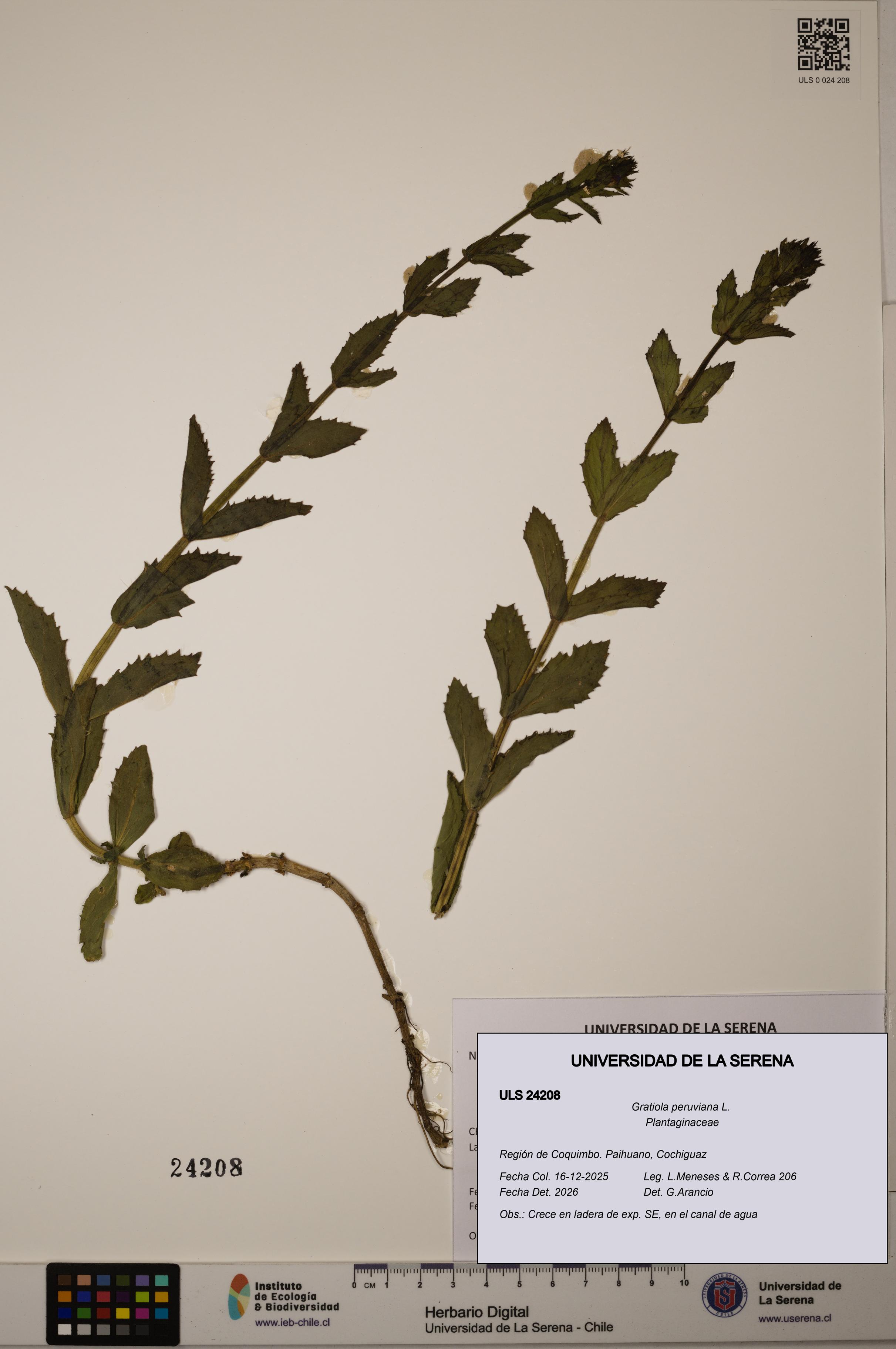 Gratiola peruviana [Espécimen: ULS:ULS:0024208]