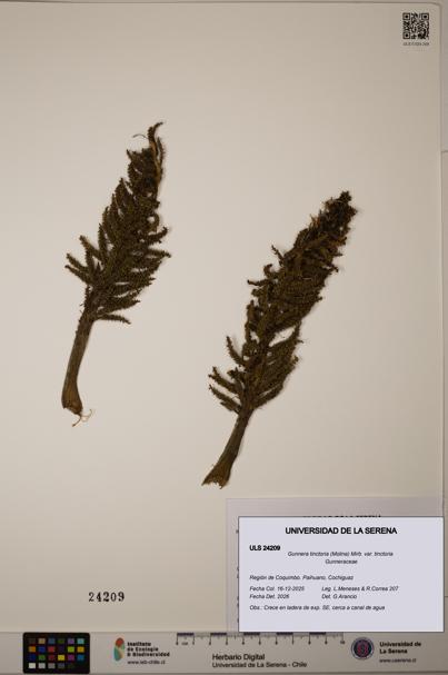 Gunnera tinctoria [Espécimen: ULS:ULS:0024209]