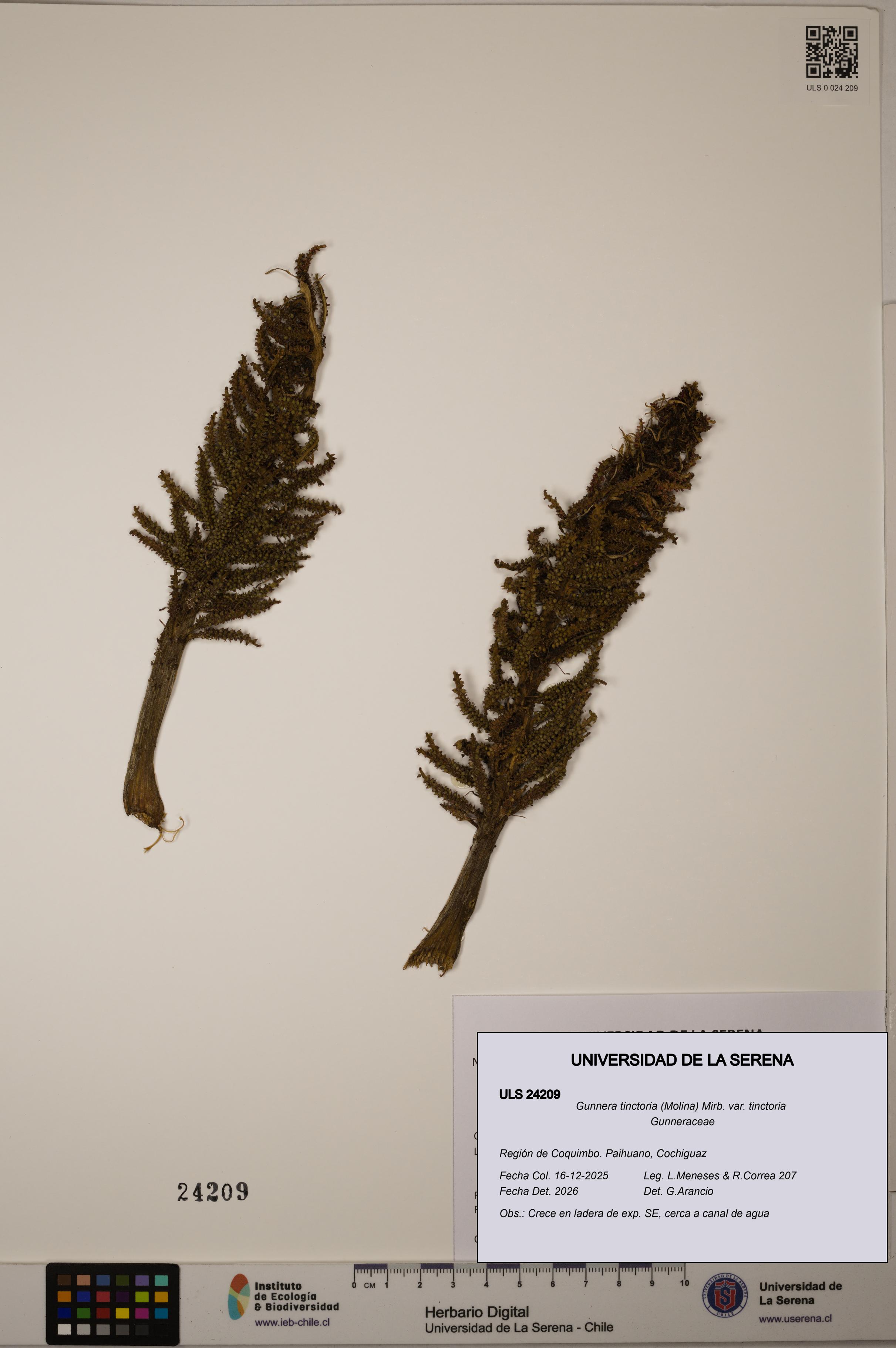 Gunnera tinctoria [Espécimen: ULS:ULS:0024209]
