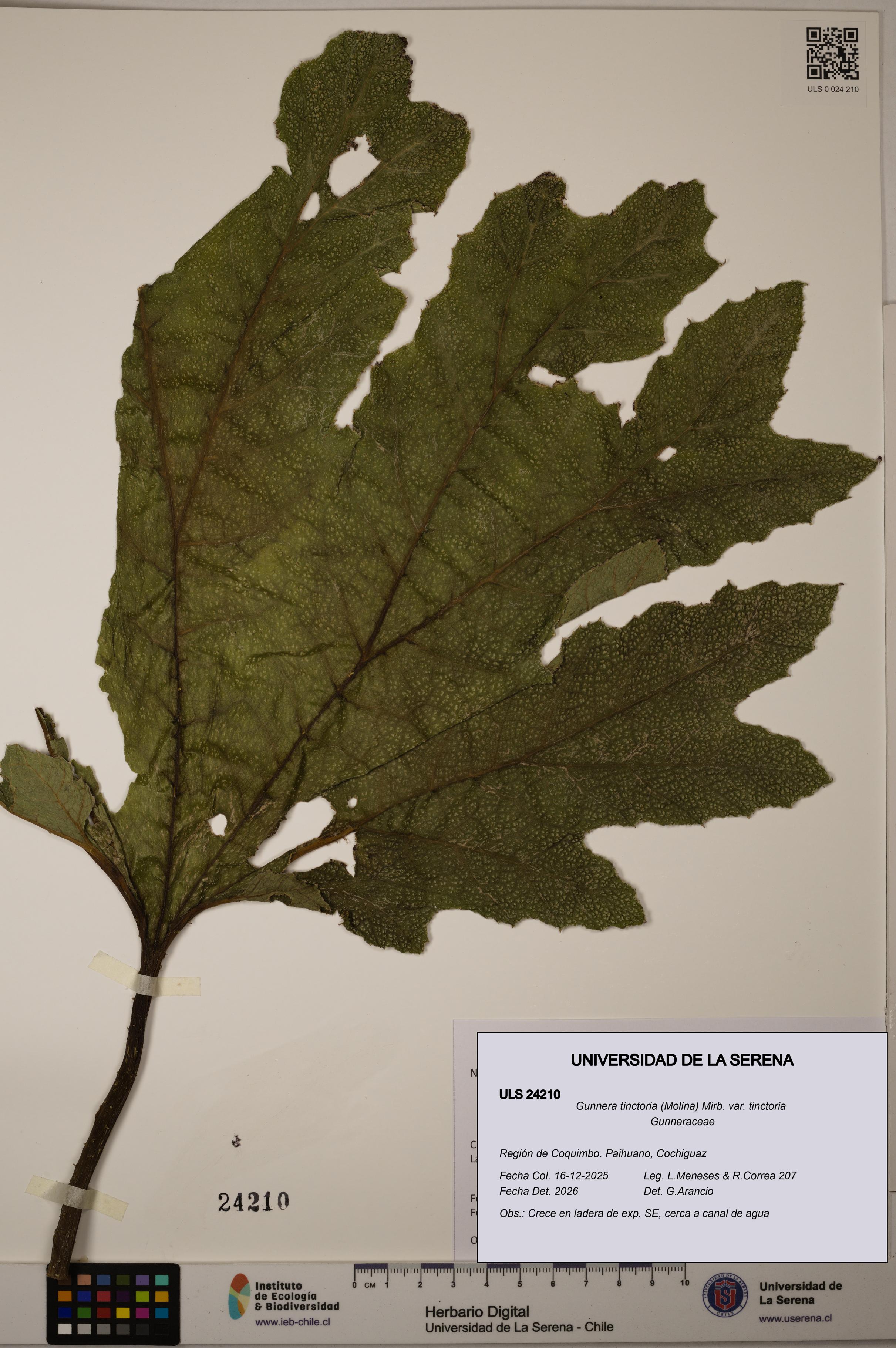 Gunnera tinctoria [Espécimen: ULS:ULS:0024210]
