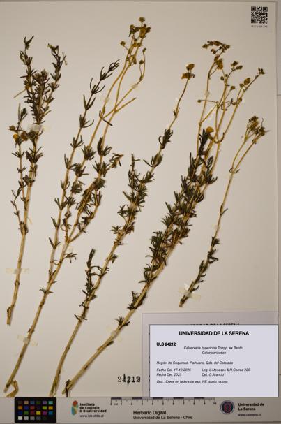 Calceolaria hypericina [Espécimen: ULS:ULS:0024212]