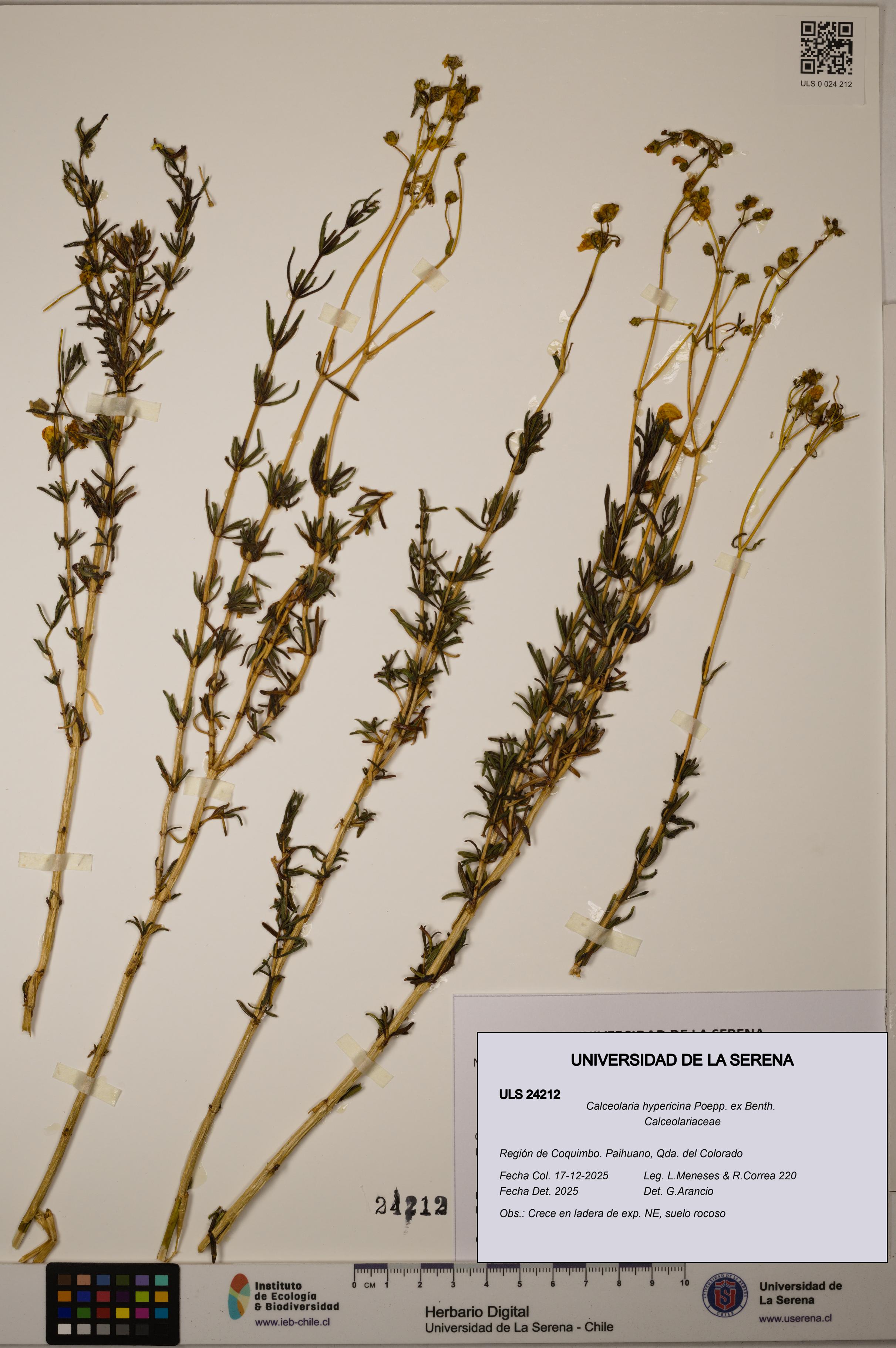 Calceolaria hypericina [Espécimen: ULS:ULS:0024212]