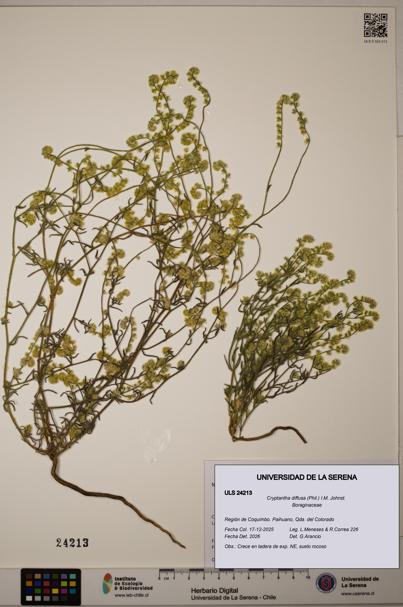 Cryptantha diffusa [Espécimen: ULS:ULS:0024213]