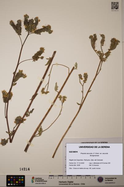Phacelia secunda var. secunda [Espécimen: ULS:ULS:0024214]