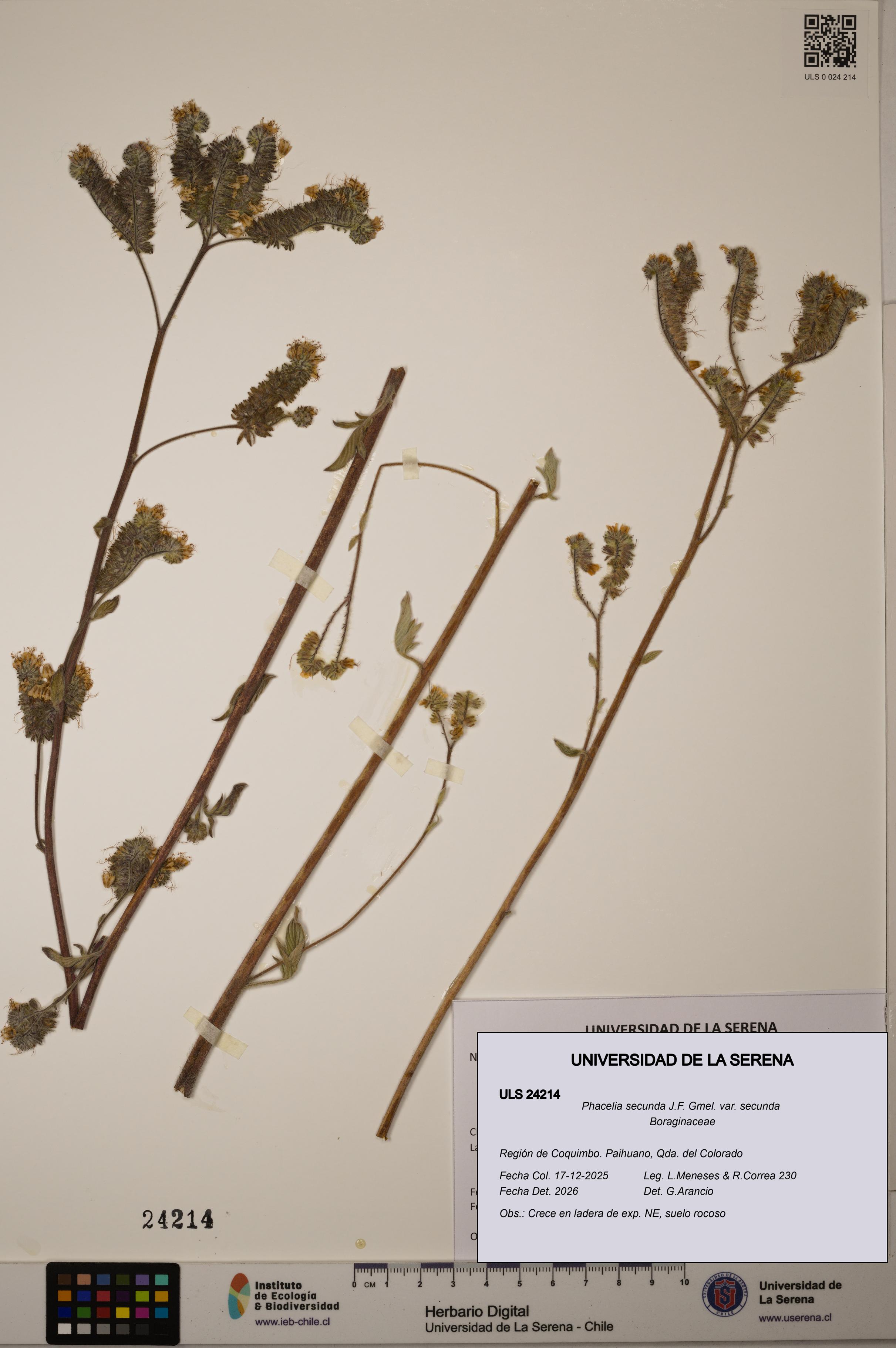 Phacelia secunda var. secunda [Espécimen: ULS:ULS:0024214]