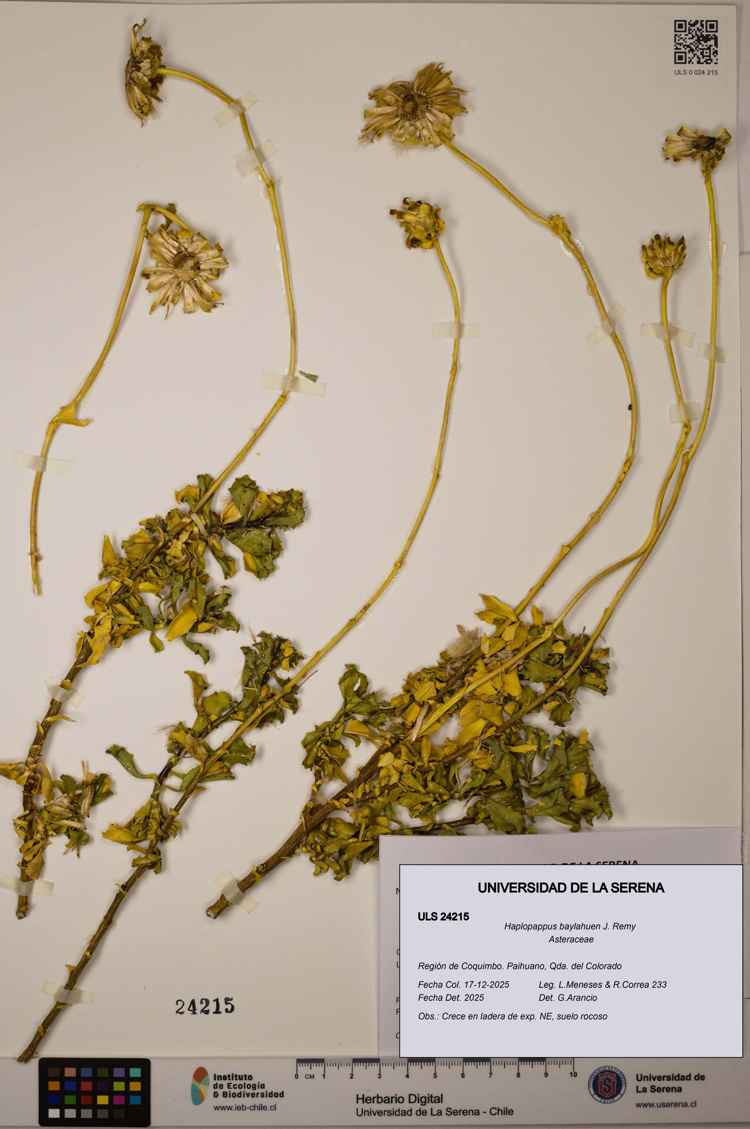 Haplopappus baylahuen [Espécimen: ULS:ULS:0024215]