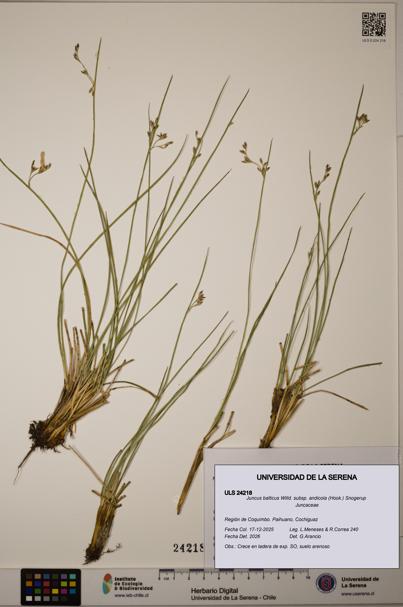 Juncus balticus [Espécimen: ULS:ULS:0024218]