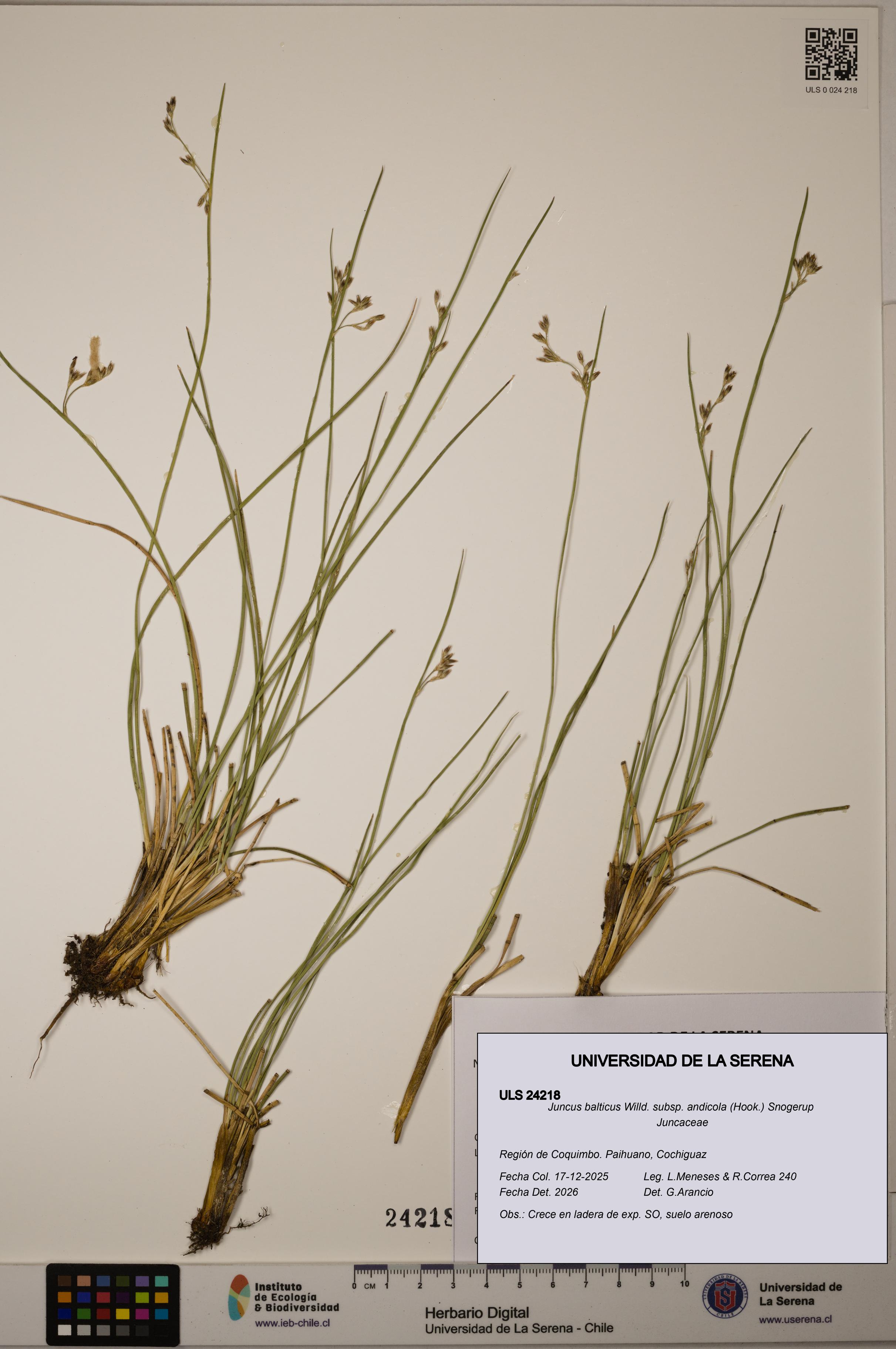 Juncus balticus [Espécimen: ULS:ULS:0024218]