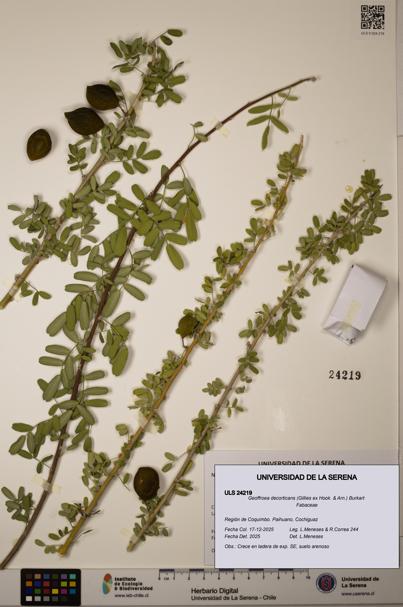 Geoffroea decorticans [Espécimen: ULS:ULS:0024219]