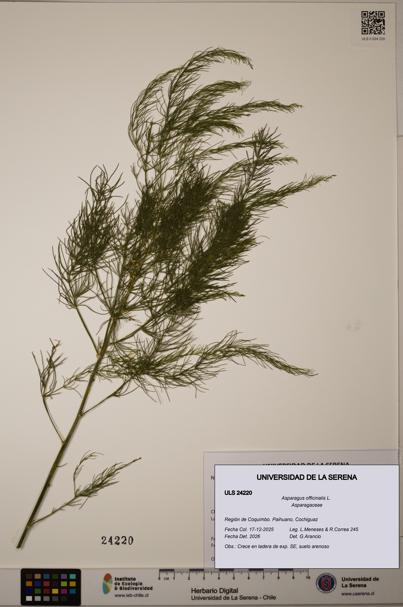 Asparagus officinalis [Espécimen: ULS:ULS:0024220]