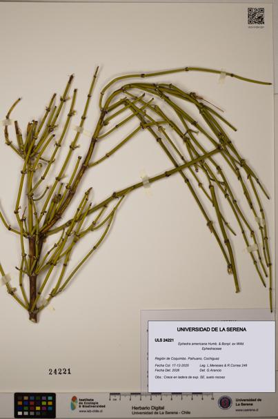 Ephedra americana [Espécimen: ULS:ULS:0024221]