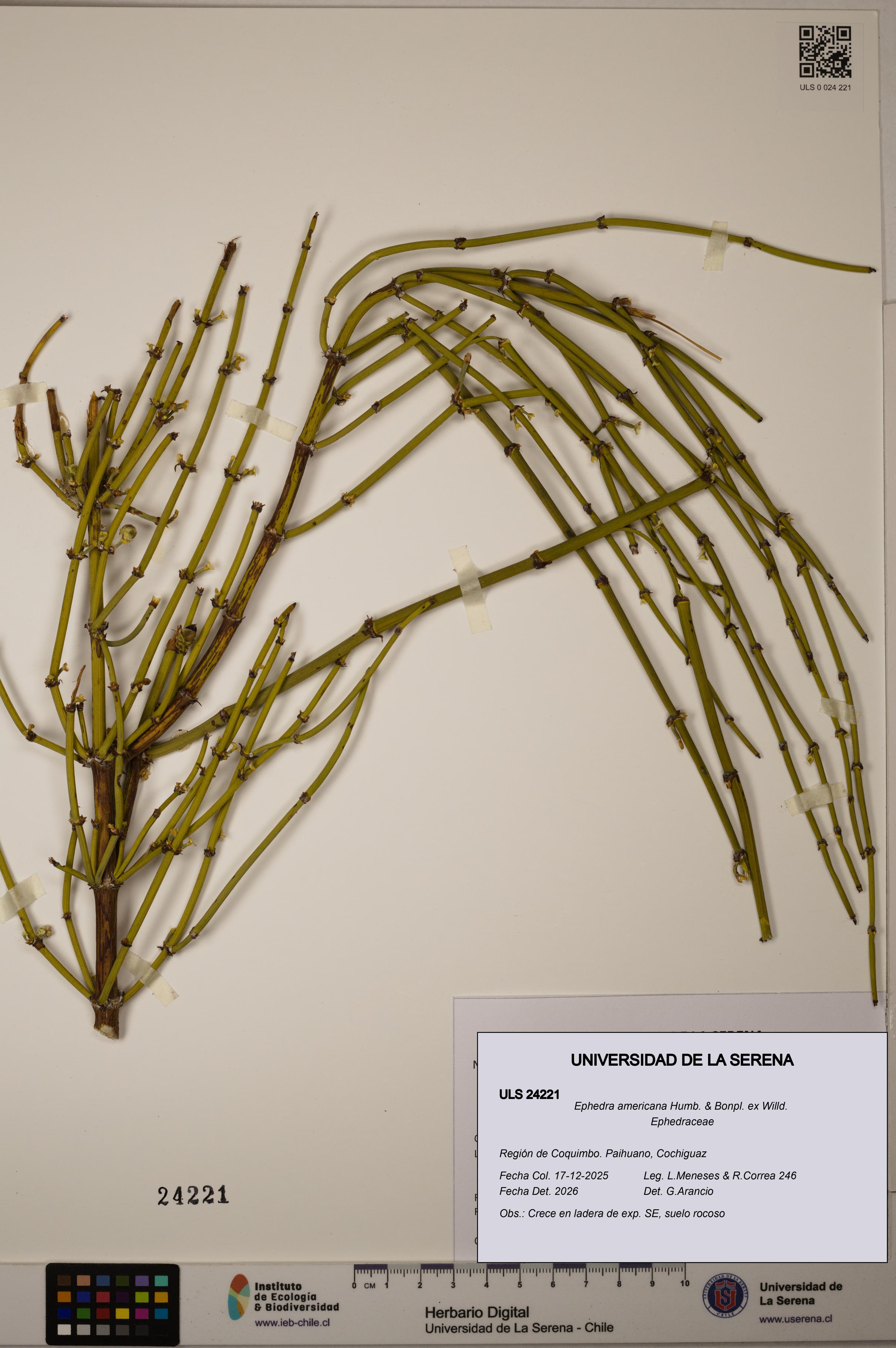 Ephedra americana [Espécimen: ULS:ULS:0024221]