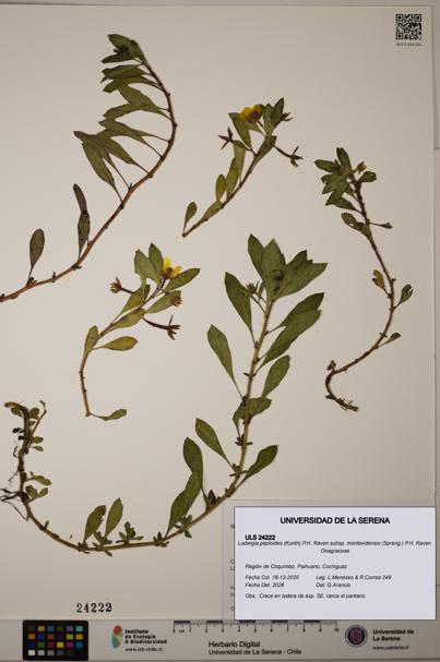 Ludwigia peploides subsp. montevidensis [Espécimen: ULS:ULS:0024222]