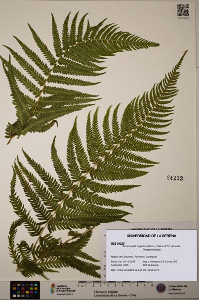 Amauropelta argentina [Espécimen: ULS:ULS:0024223]
