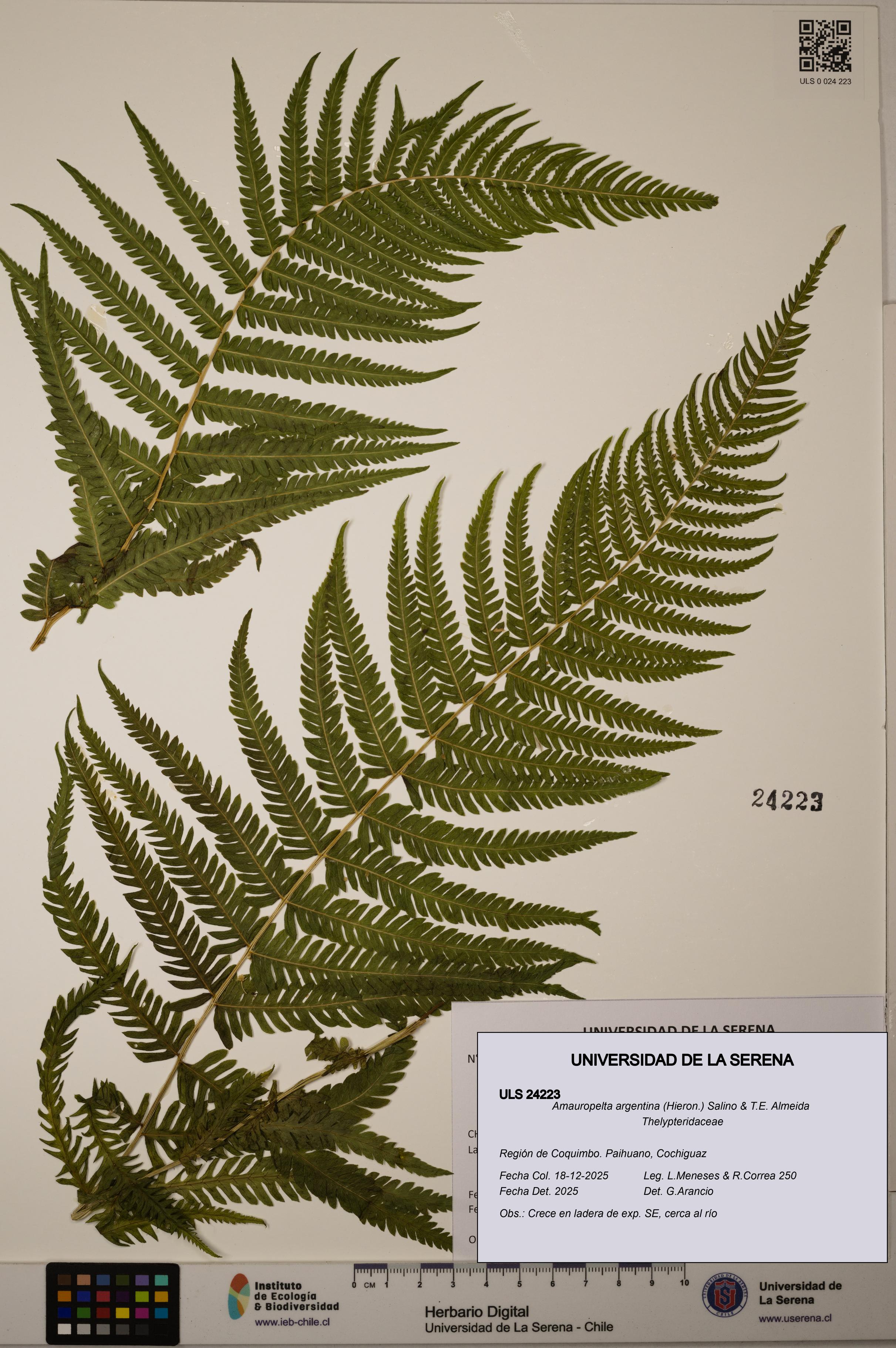 Amauropelta argentina [Espécimen: ULS:ULS:0024223]