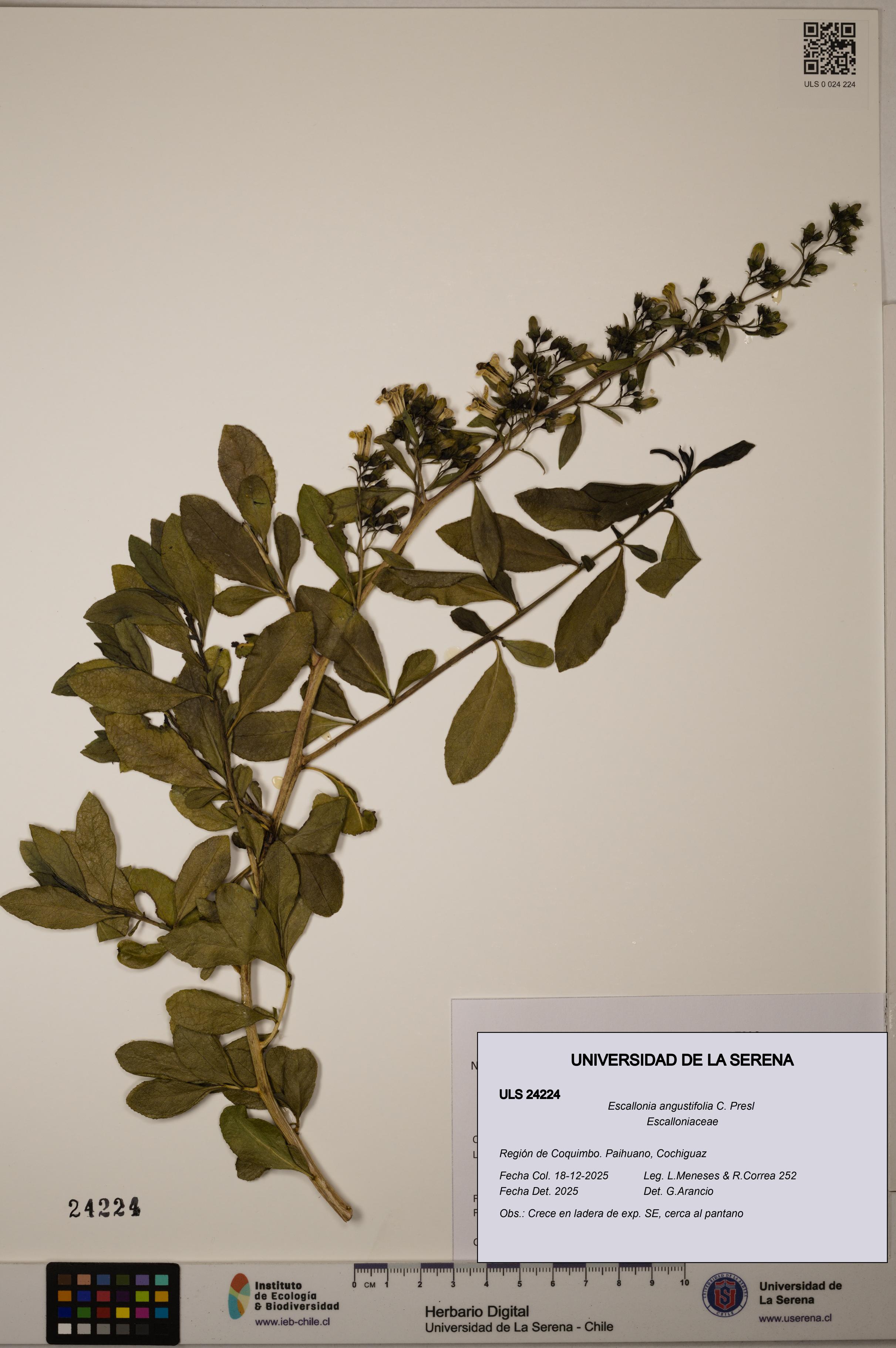 Escallonia angustifolia [Espécimen: ULS:ULS:0024224]
