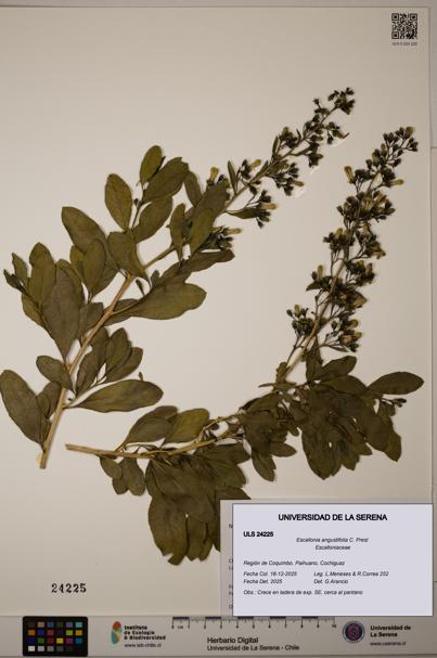 Escallonia angustifolia [Espécimen: ULS:ULS:0024225]