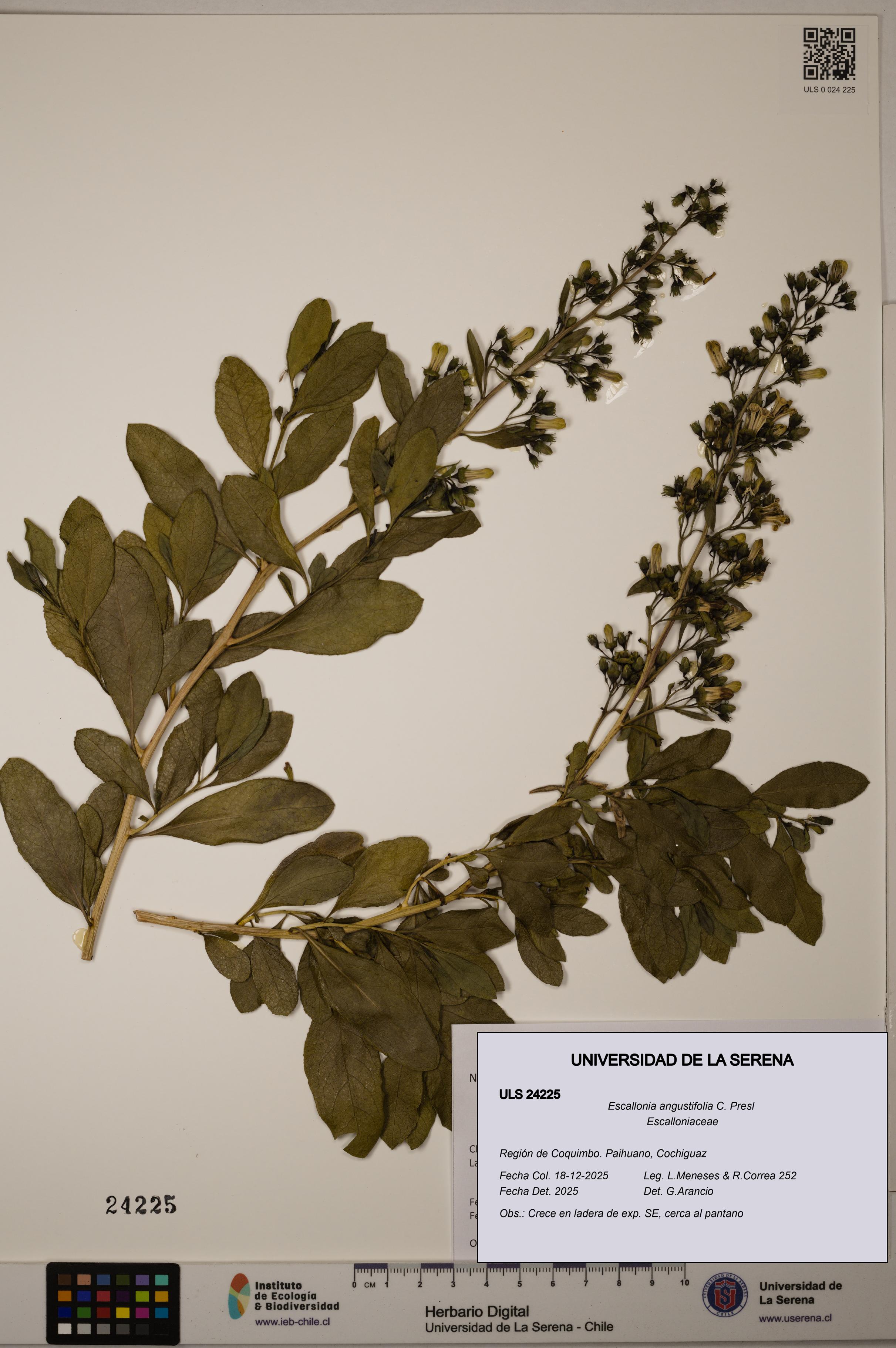 Escallonia angustifolia [Espécimen: ULS:ULS:0024225]