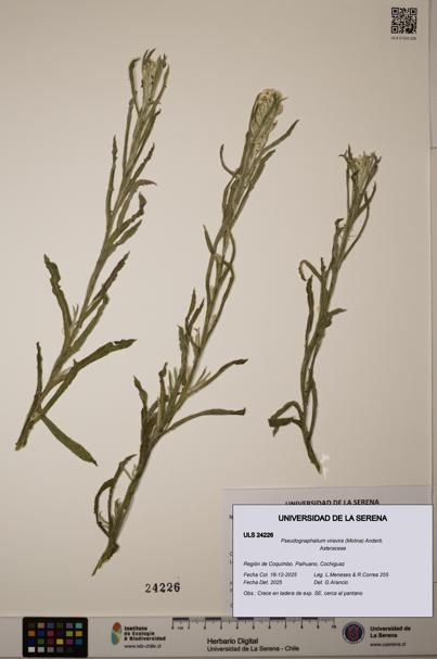 Pseudognaphalium viravira [Espécimen: ]