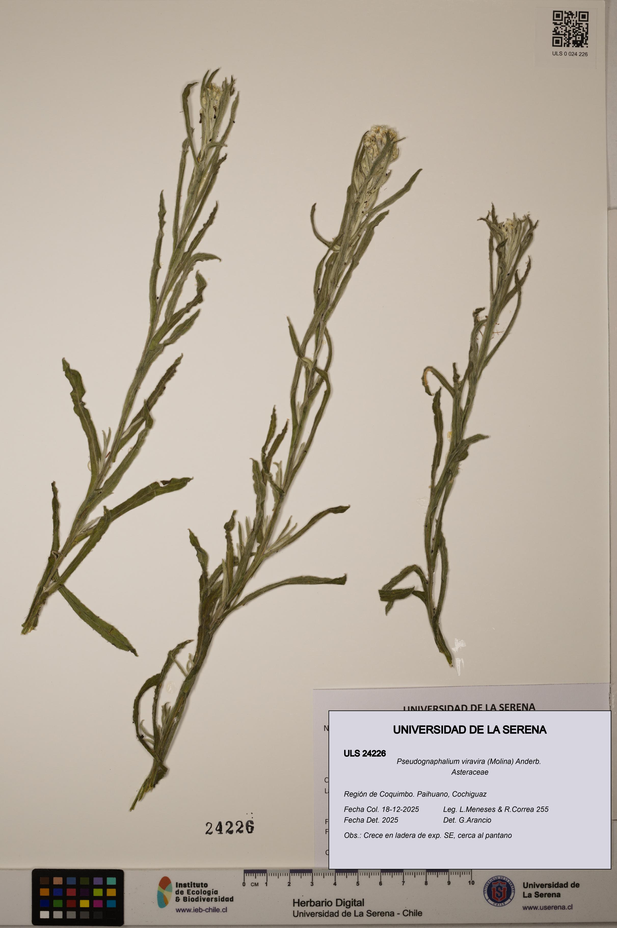 Pseudognaphalium viravira [Espécimen: ]