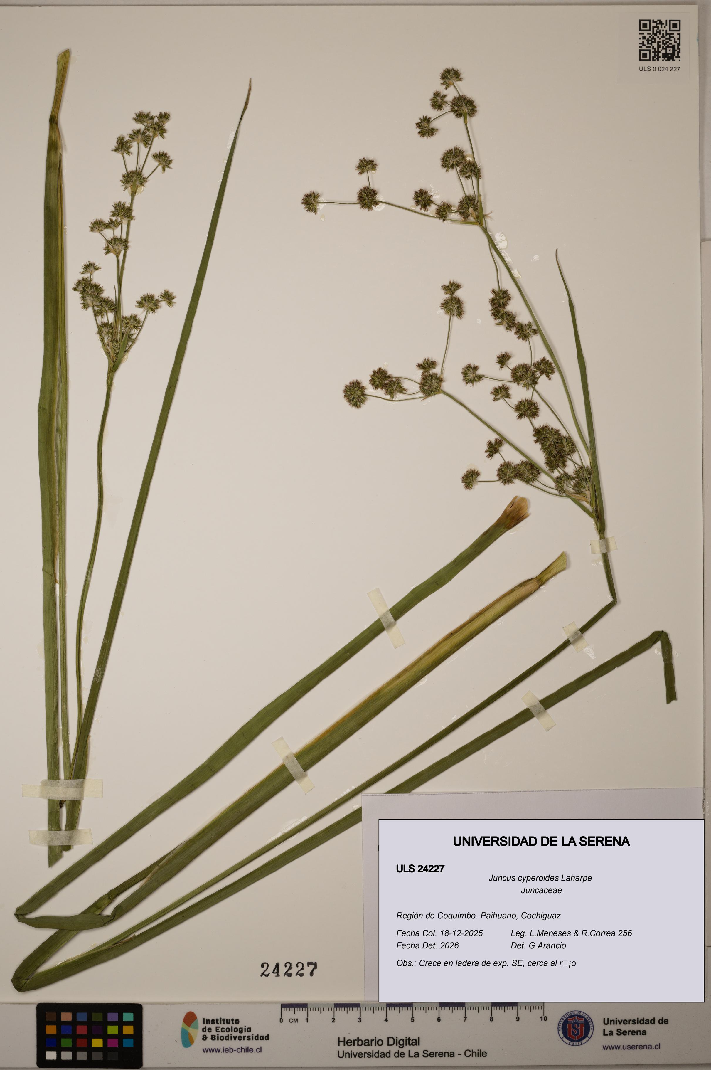 Juncus cyperoides [Espécimen: ULS:ULS:0024227]