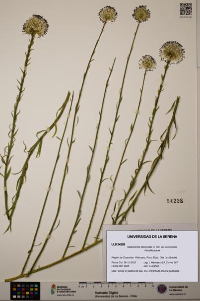 Malesherbia fasciculata var. fasciculata [Espécimen: ULS:ULS:0024228]