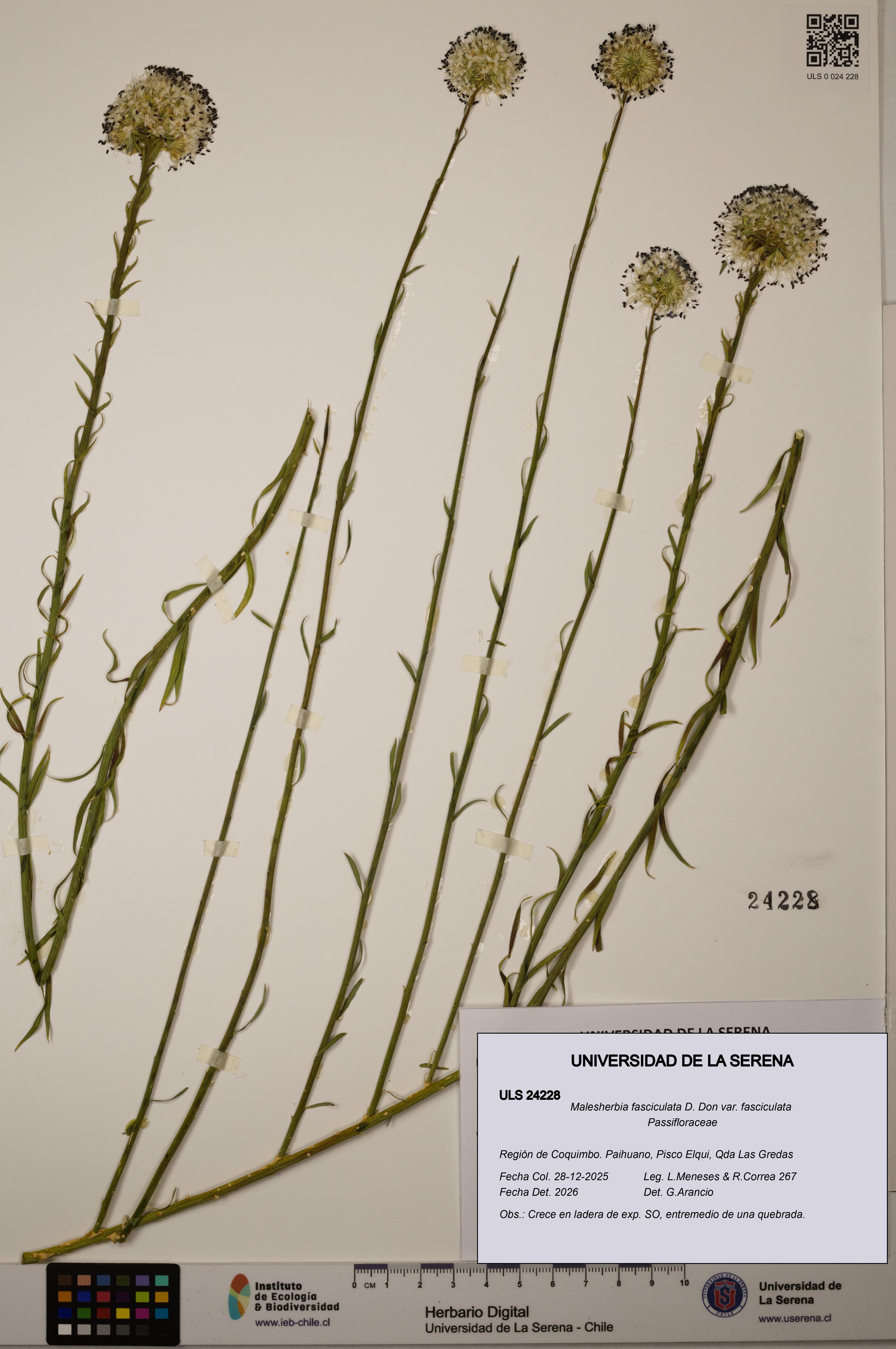 Malesherbia fasciculata var. fasciculata [Espécimen: ULS:ULS:0024228]