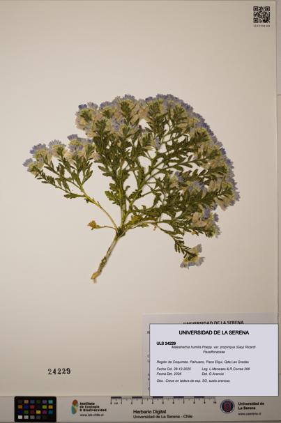 Malesherbia humilis [Espécimen: ULS:ULS:0024229]