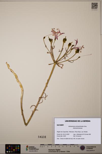 Alstroemeria schizanthoides [Espécimen: ULS:ULS:0024231]