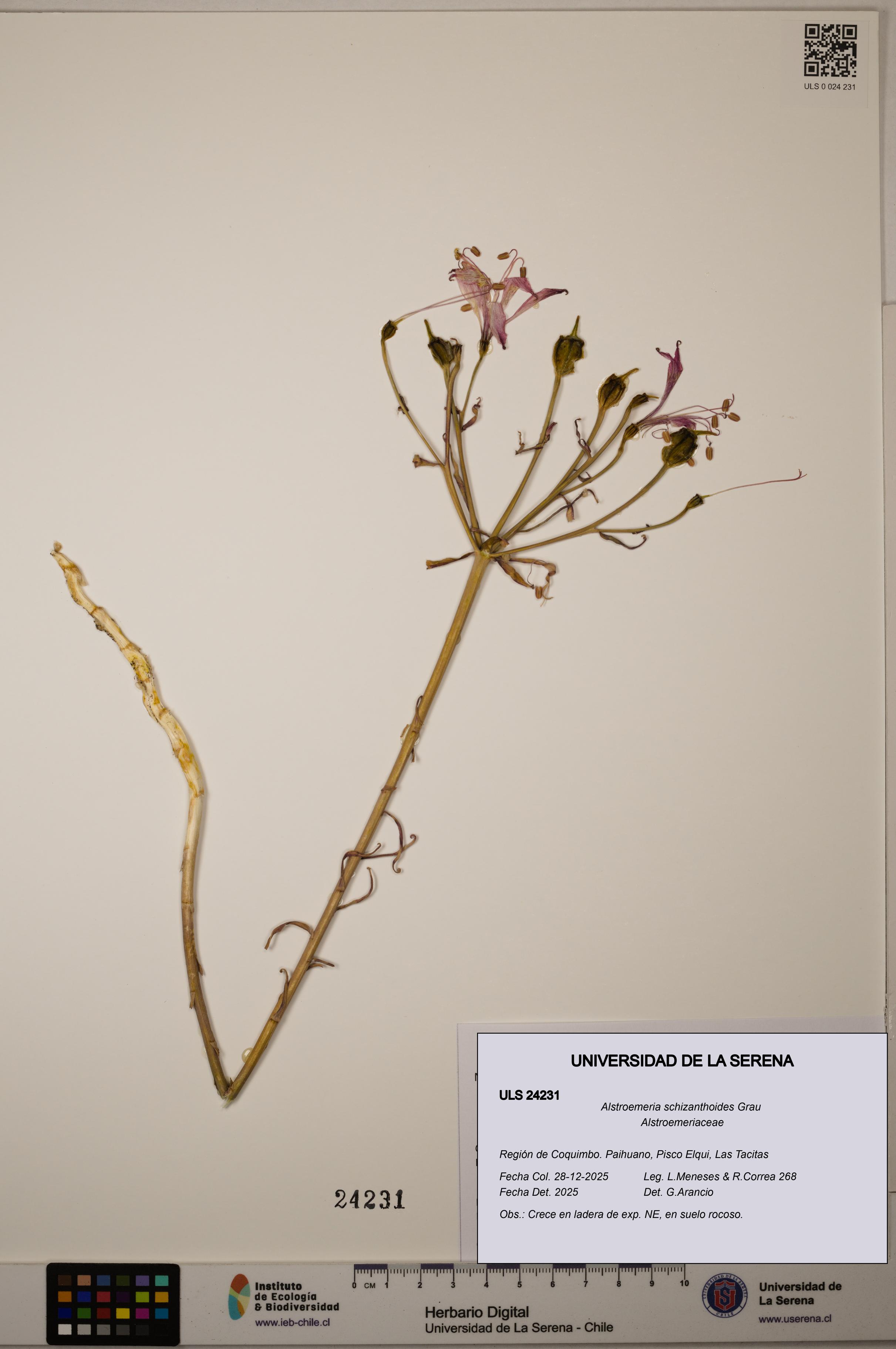 Alstroemeria schizanthoides [Espécimen: ULS:ULS:0024231]