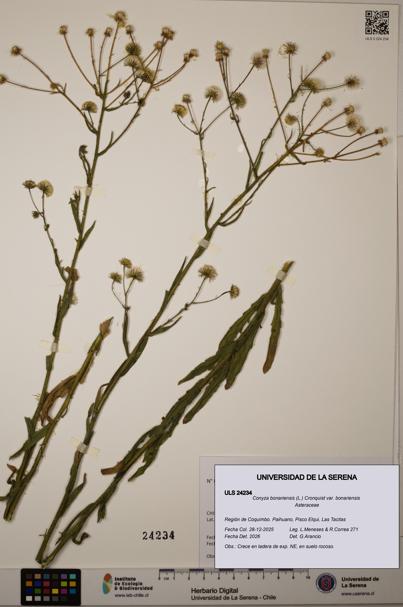 Conyza bonariensis [Espécimen: ULS:ULS:0024234]