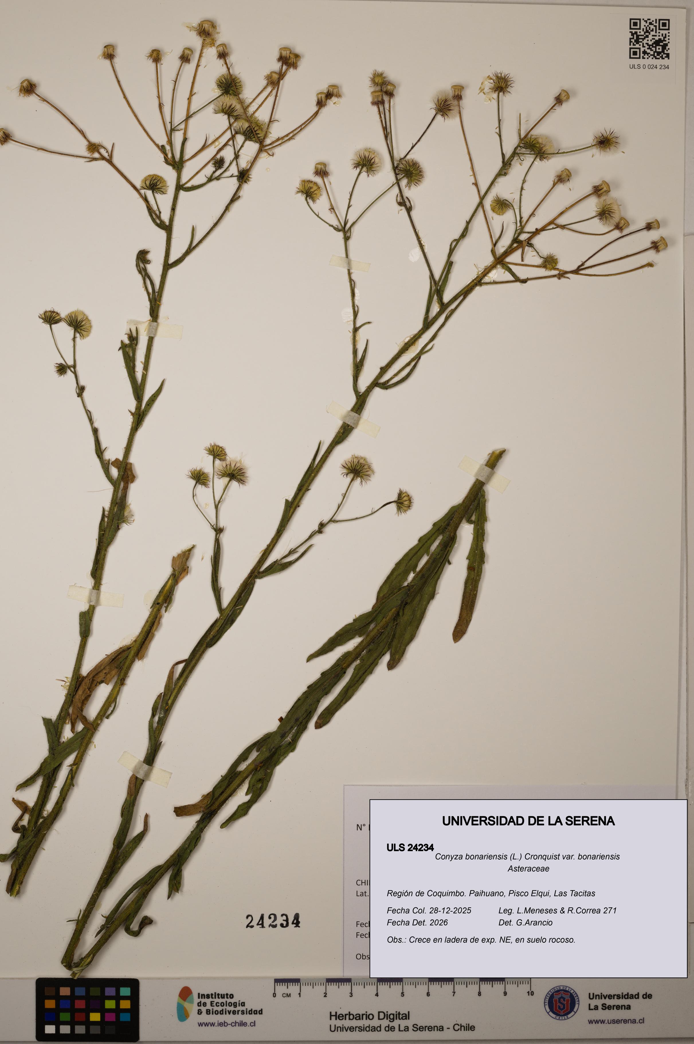 Conyza bonariensis [Espécimen: ULS:ULS:0024234]