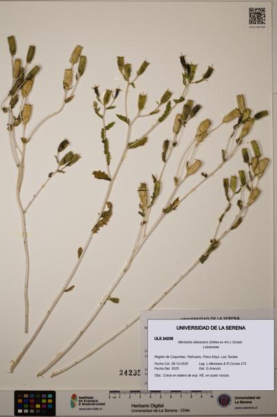 Mentzelia albescens [Espécimen: ULS:ULS:0024235]