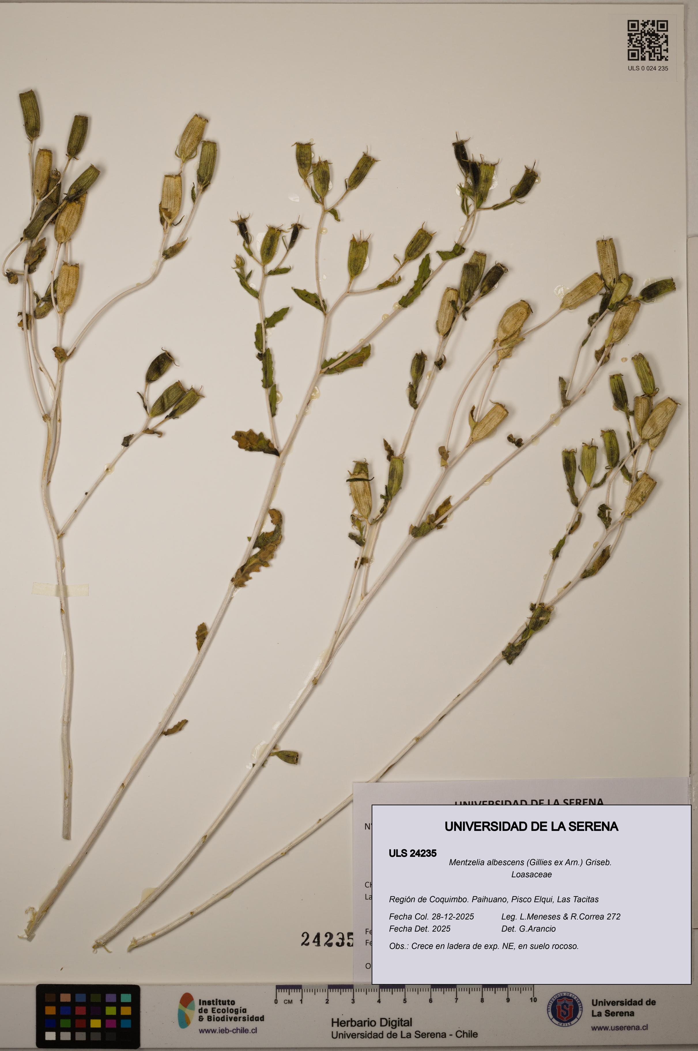 Mentzelia albescens [Espécimen: ULS:ULS:0024235]