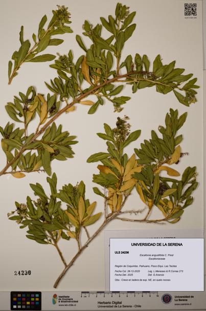 Escallonia angustifolia [Espécimen: ULS:ULS:0024236]