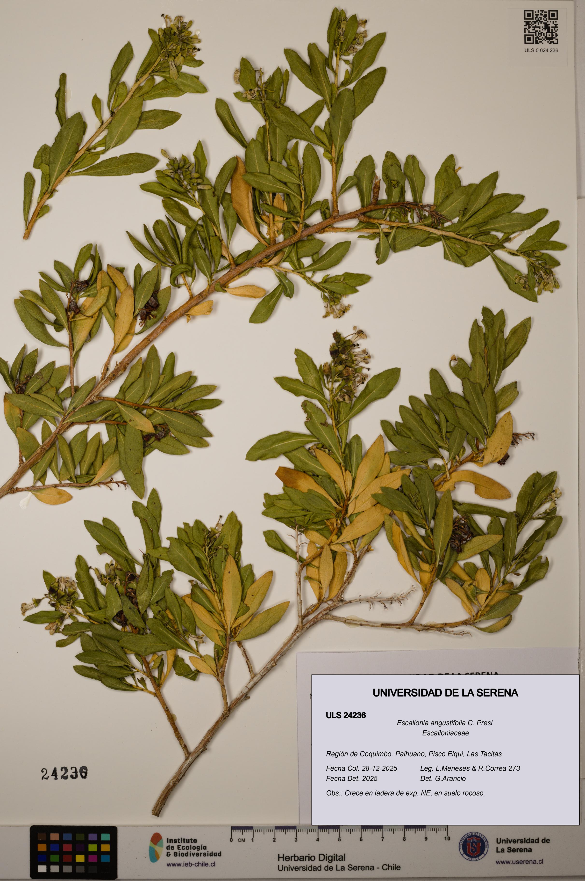 Escallonia angustifolia [Espécimen: ULS:ULS:0024236]