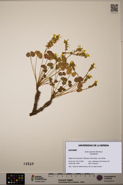Oxalis squarrosa [Espécimen: ULS:ULS:0024237]