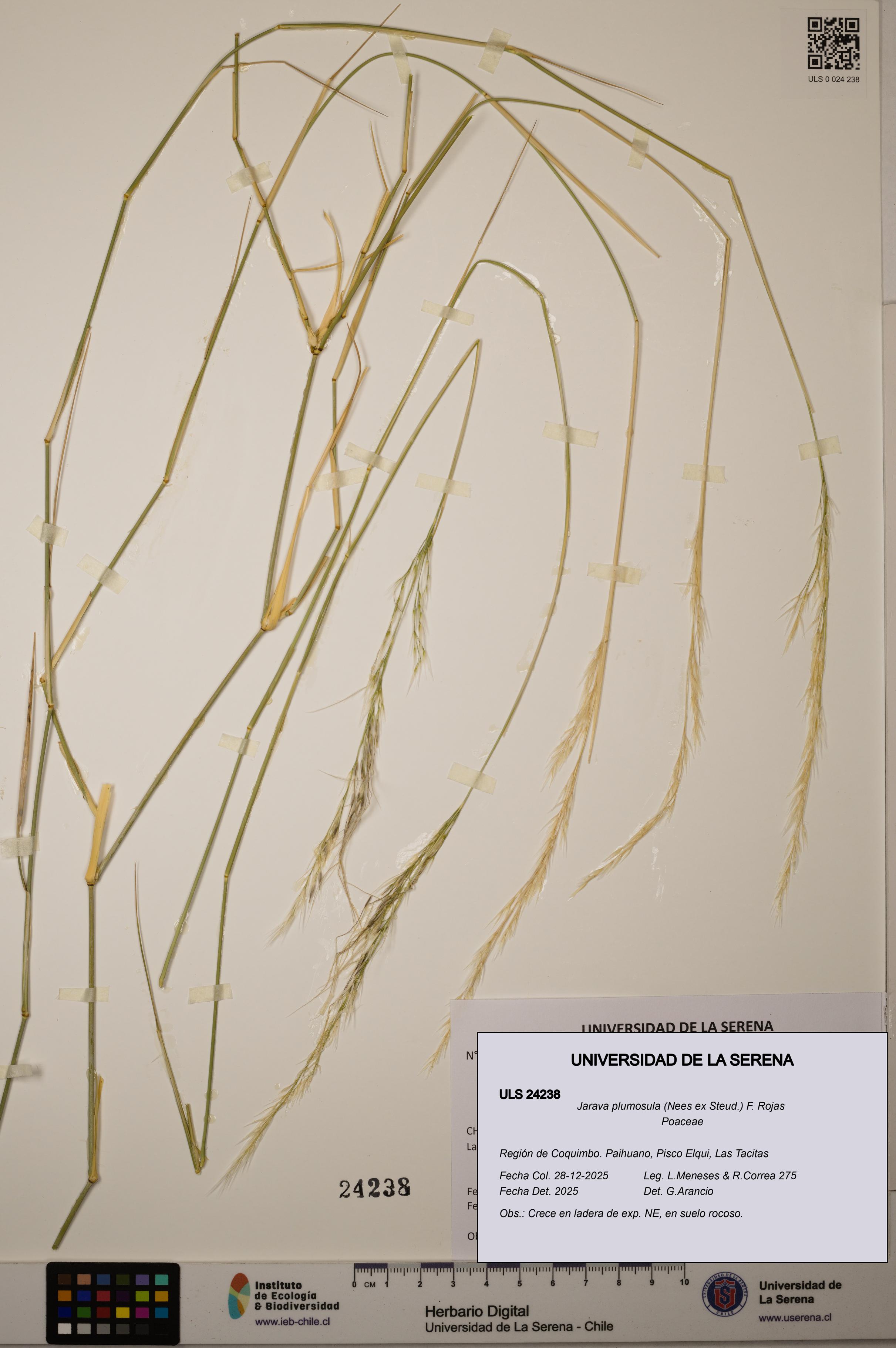 Jarava plumosula [Espécimen: ULS:ULS:0024238]