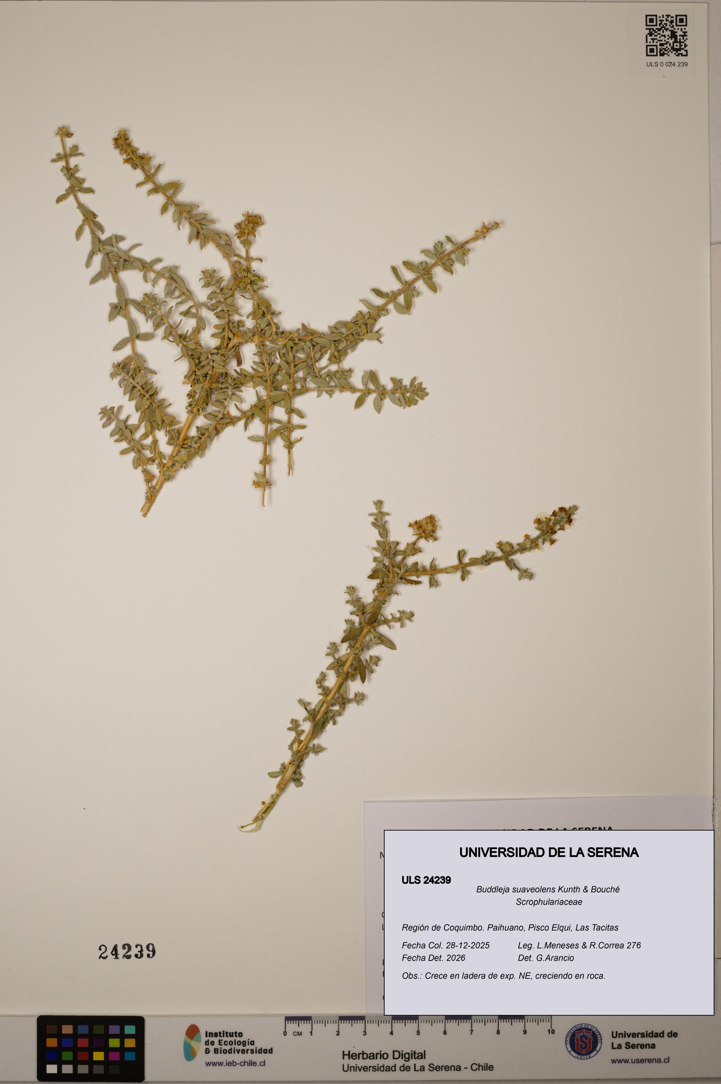 Buddleja suaveolens [Espécimen: ULS:ULS:0024239]