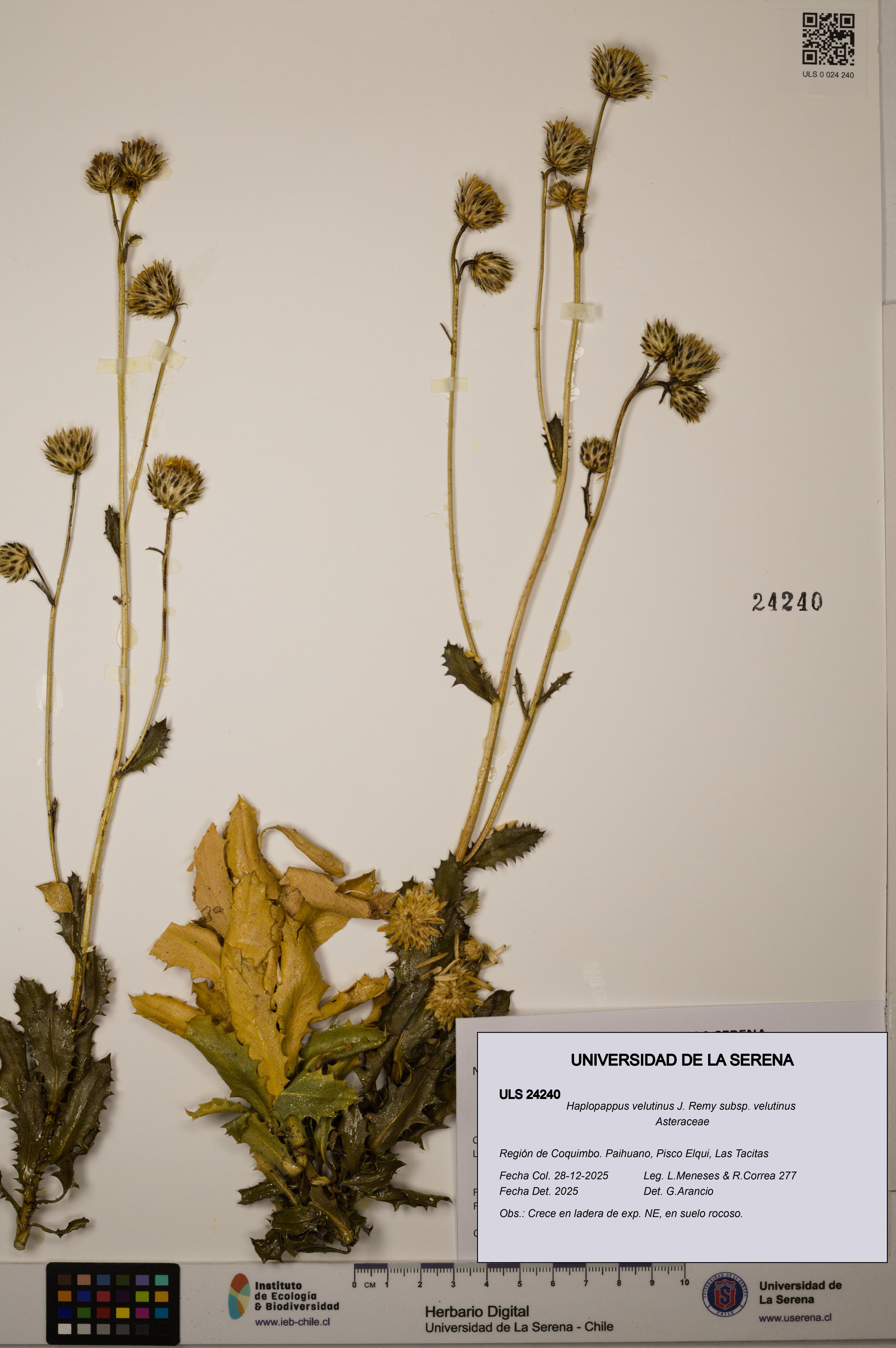Haplopappus velutinus subsp. velutinus [Espécimen: ULS:ULS:0024240]