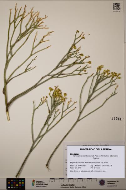 Gymnophyton isatidicarpum [Espécimen: ULS:ULS:0024241]