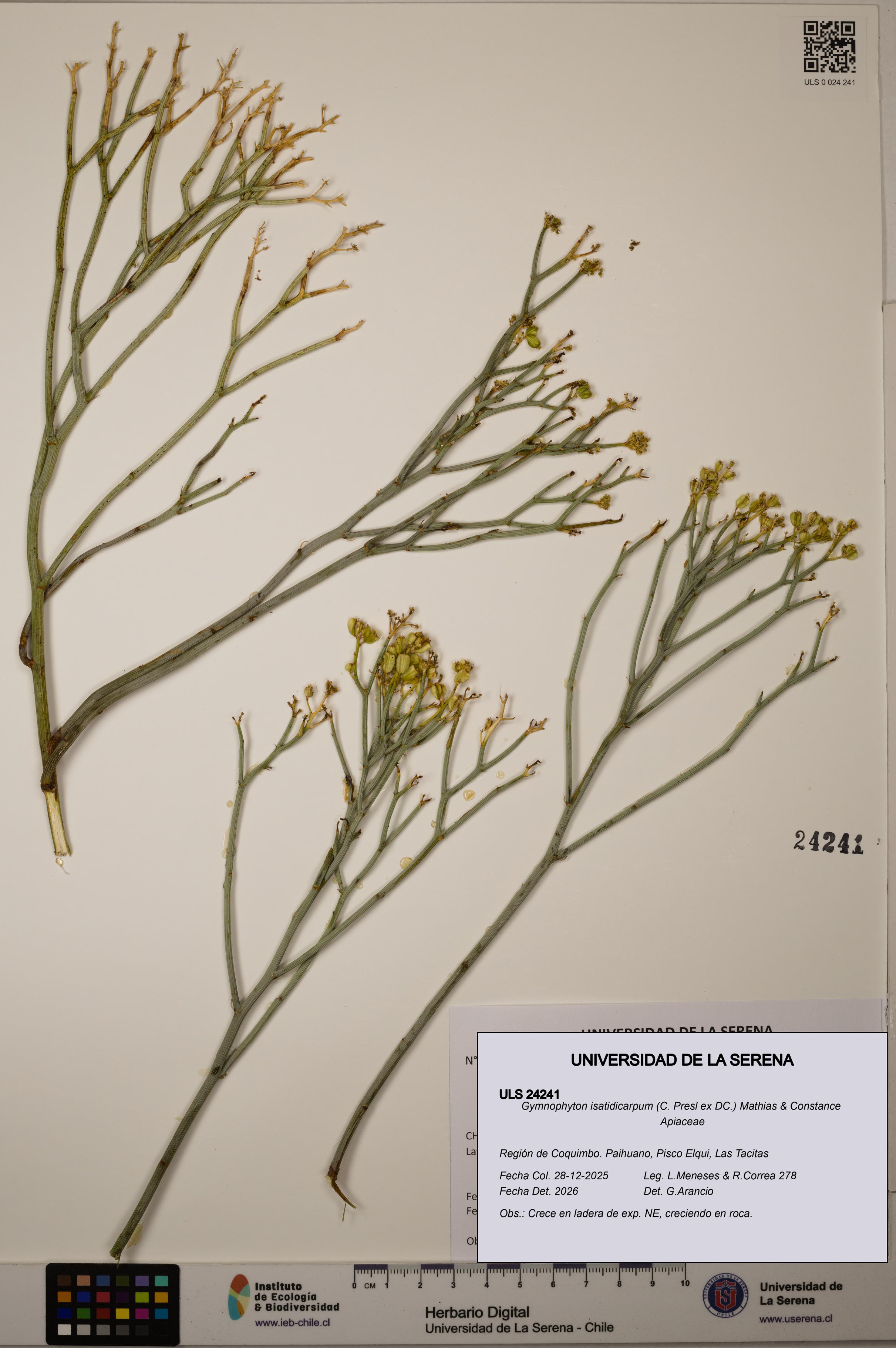 Gymnophyton isatidicarpum [Espécimen: ULS:ULS:0024241]