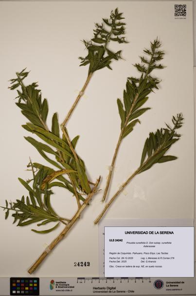 Proustia cuneifolia subsp. cuneifolia [Espécimen: ULS:ULS:0024242]