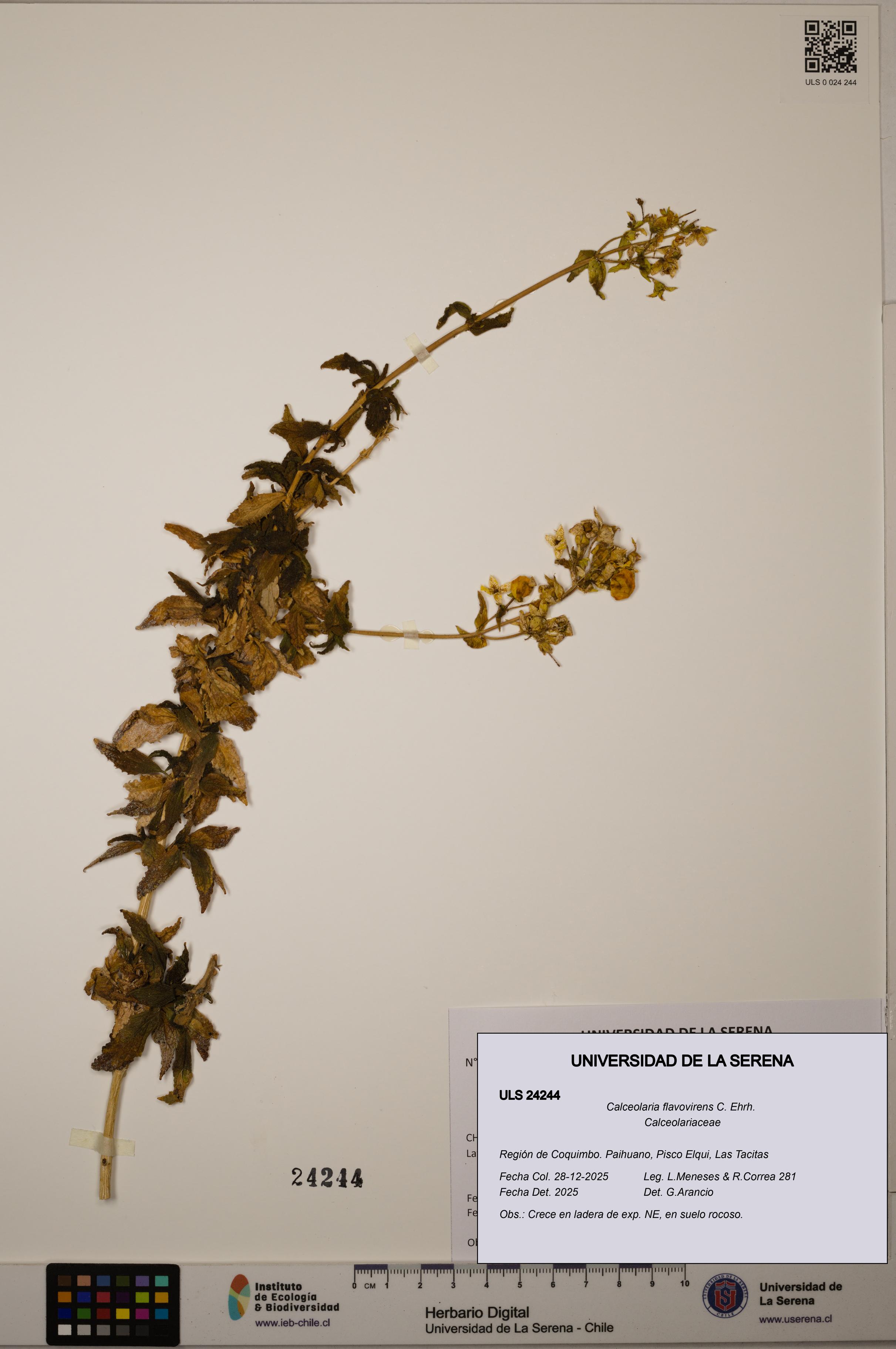 Calceolaria flavovirens [Espécimen: ULS:ULS:0024244]