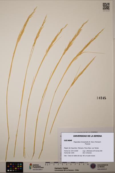 Pappostipa chrysophylla [Espécimen: ULS:ULS:0024245]