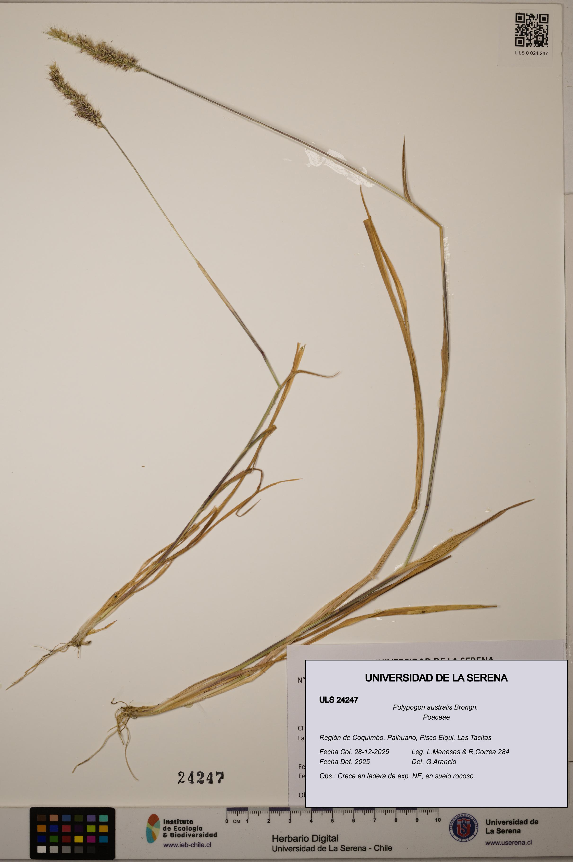 Polypogon australis [Espécimen: ULS:ULS:0024247]