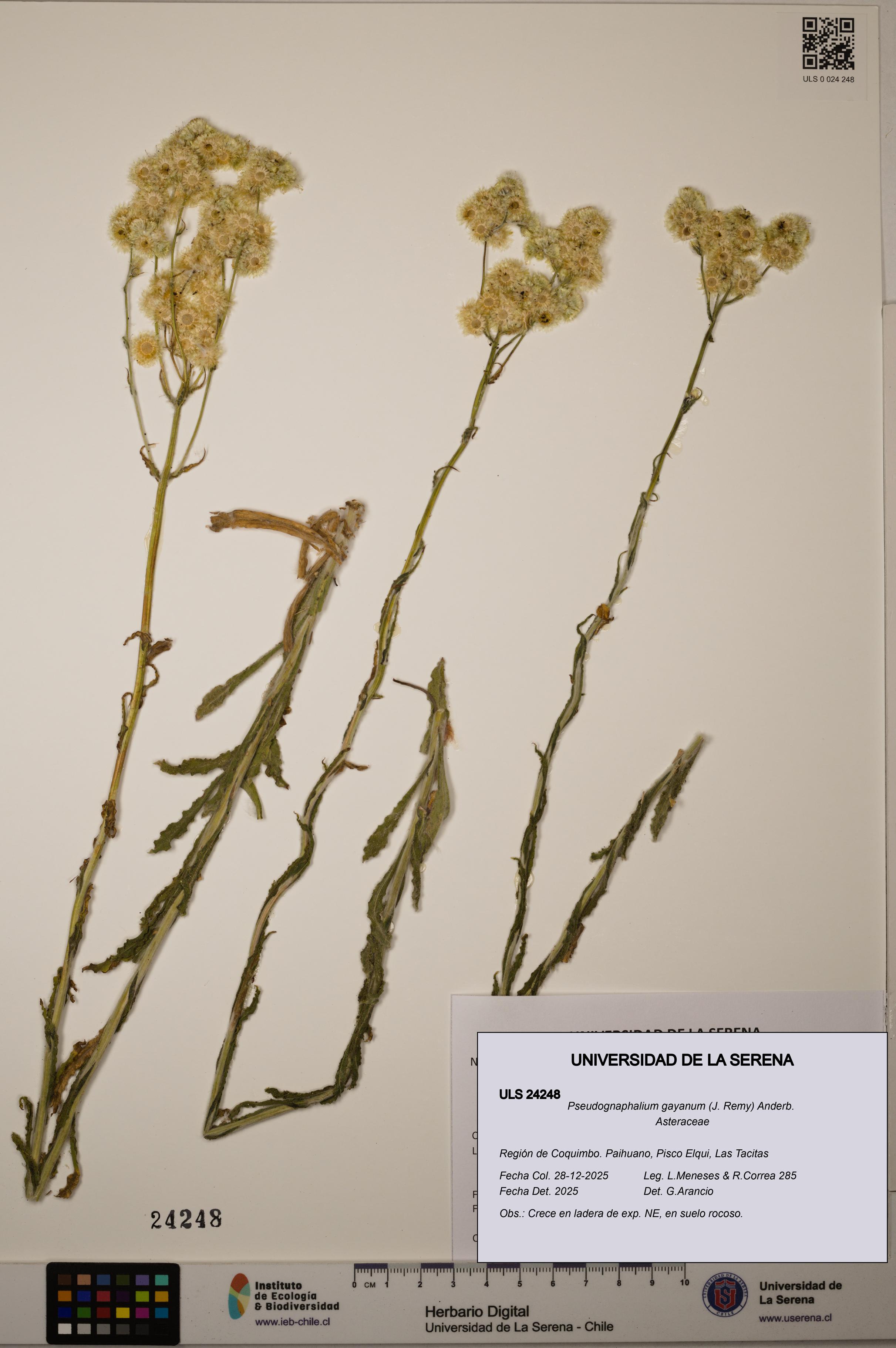 Pseudognaphalium gayanum [Espécimen: ]